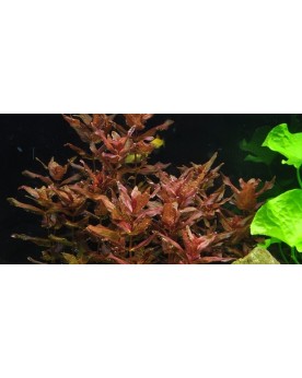 Rotala macrandra